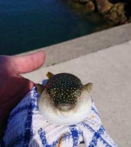 令和２年3月14日 フグの記念撮影