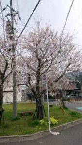 令和2年4月4日 桜の季節ですが