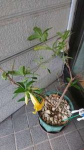 令和2年5月23日 今年も咲きました