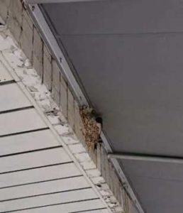 令和2年5月31日 今年も戻って来ました