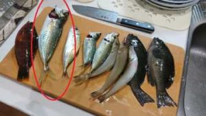 令和2年7月4日 尺アジ出現！