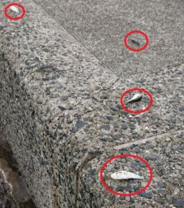 やめましょう。置き去りフグ…。