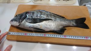 ようやく40cmオーバー。嬉しい一枚。