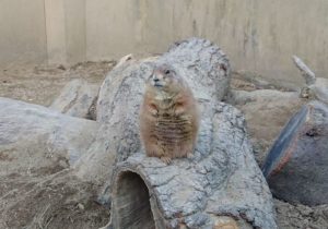 プレーリードッグ