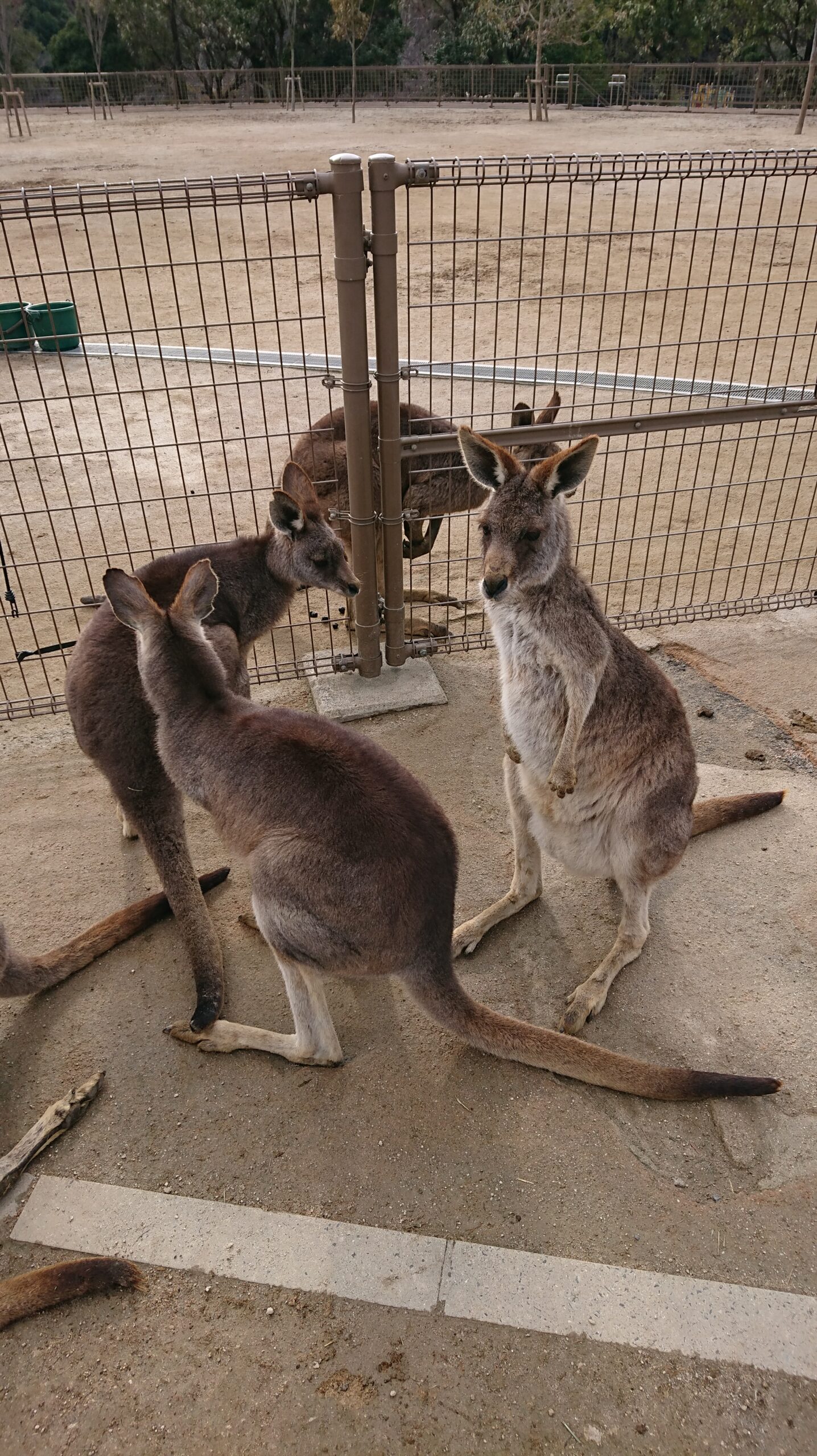 カンガルー 北九州市の不動産会社 エステート北九州