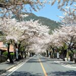 近隣の安部山桜並木